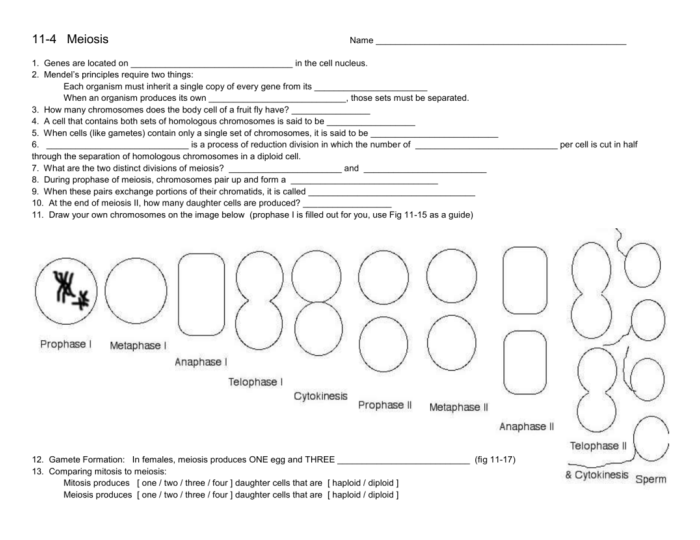 Meiosis mitosis worksheet comparing compare answer vs two cell between differences difference answers chart cycle processes key table name contrast