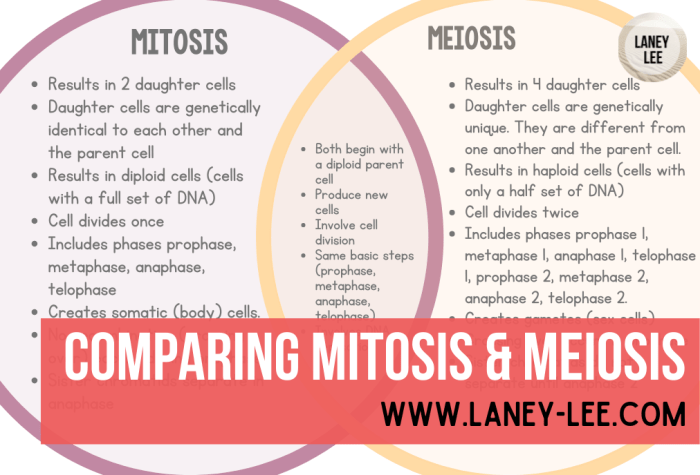 Compare mitosis and meiosis worksheet