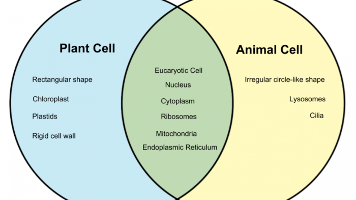 Plant and animal cell venn diagram