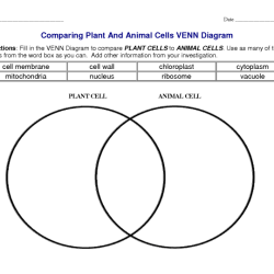 Venn organelles differences draw cells versus diagrams ashlyn