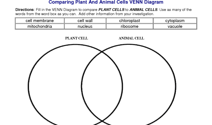 Venn organelles differences draw cells versus diagrams ashlyn