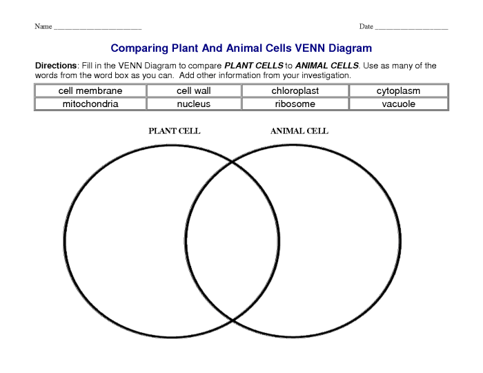 Venn organelles differences draw cells versus diagrams ashlyn