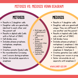 Compare mitosis and meiosis worksheet