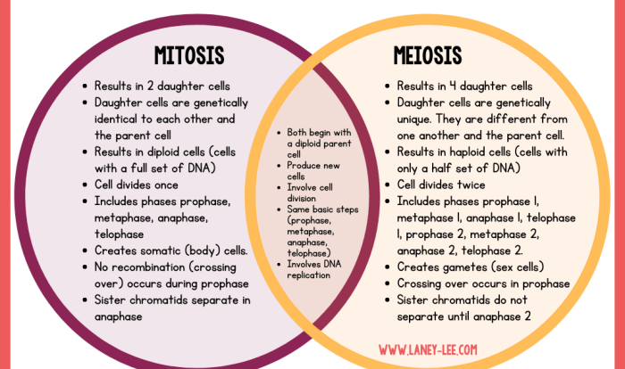 Compare mitosis and meiosis worksheet