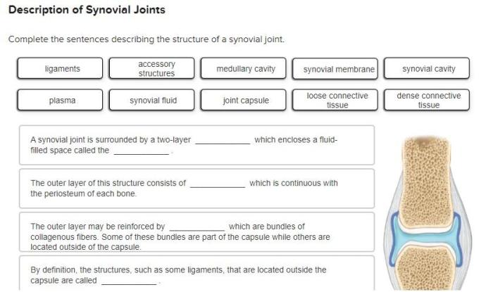 Complete the sentences describing the structure of a synovial joint