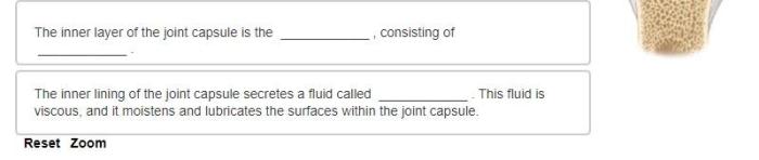 Complete the sentences describing the structure of a synovial joint