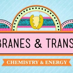 In da club membranes and transport worksheet answers