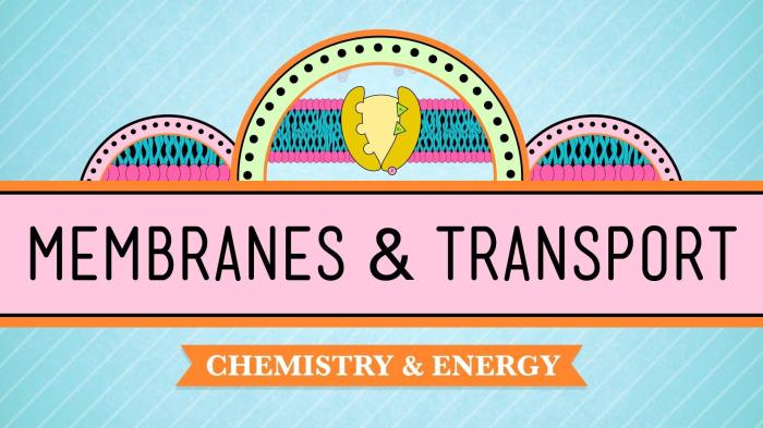 In da club membranes and transport worksheet answers