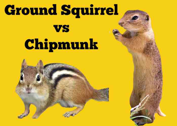 Squirrels and chipmunks compete for the same food source