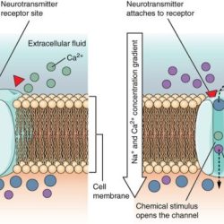 Membrane cell anatomy inositol bilayer channel phospholipid proteins channels transmembrane potential types action membranes including ion which figure ca different