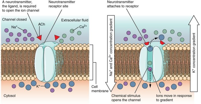 Membrane cell anatomy inositol bilayer channel phospholipid proteins channels transmembrane potential types action membranes including ion which figure ca different