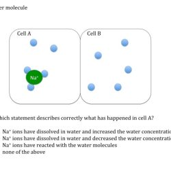 Diffusion and osmosis worksheet answers key