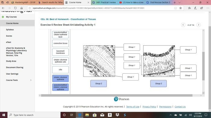 Review sheet exercise 5 classification of tissues