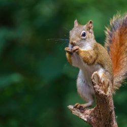 Squirrel critters chipmunk