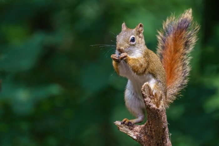 Squirrel critters chipmunk