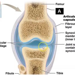 Joint synovial membrane intracapsular anatomy th fibrous femur