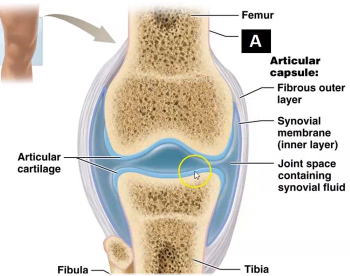 Joint synovial membrane intracapsular anatomy th fibrous femur